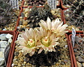 Нажмите на изображение для увеличения.

Название:	c Neoporteria cachytaensis v flaviflorus..jpg
Просмотров:	283
Размер:	188.0 Кб
ID:	342927