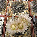 Нажмите на изображение для увеличения.

Название:	c Neoporteria cachytaensis v flaviflorus...jpg
Просмотров:	291
Размер:	180.2 Кб
ID:	342928