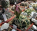 Нажмите на изображение для увеличения.

Название:	Gymnocalycium monvillei v. grandiflorum VG-049.jpg
Просмотров:	425
Размер:	208.2 Кб
ID:	342930