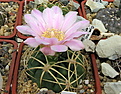 Нажмите на изображение для увеличения.

Название:	Gymnocalycium monvillei v. grandiflorum VG-049...jpg
Просмотров:	440
Размер:	223.0 Кб
ID:	342931