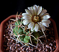 Нажмите на изображение для увеличения.

Название:	Gymnocalycium hybopleurum v. ferocior.JPG
Просмотров:	395
Размер:	198.2 Кб
ID:	342932