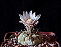 Нажмите на изображение для увеличения.

Название:	Gymnocalycium castellanosii v.bozsingianum.JPG
Просмотров:	400
Размер:	231.0 Кб
ID:	342933