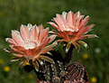 Нажмите на изображение для увеличения.

Название:	Echinopsis hybr. 387 Red Pigny Wessner.JPG
Просмотров:	98
Размер:	227.0 Кб
ID:	342934