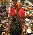 Нажмите на изображение для увеличения.

Название:	c Pyrrhocactus andreaeanus1.jpg
Просмотров:	242
Размер:	188.6 Кб
ID:	342947