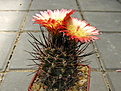 Нажмите на изображение для увеличения.

Название:	c Pyrrhocactus andreaeanus.jpg
Просмотров:	283
Размер:	180.5 Кб
ID:	342948