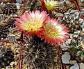 Нажмите на изображение для увеличения.

Название:	c Pyrrhocactus andreaeanus..jpg
Просмотров:	294
Размер:	218.9 Кб
ID:	342949