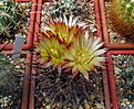 Нажмите на изображение для увеличения.

Название:	c Pyrrhocactus katterman VG06-397.jpg
Просмотров:	301
Размер:	232.2 Кб
ID:	342950