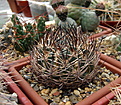 Нажмите на изображение для увеличения.

Название:	c Pyrrhocactus umadeave VG-630.jpg
Просмотров:	295
Размер:	214.7 Кб
ID:	342951