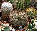 Нажмите на изображение для увеличения.

Название:	c Pyrrhocactus umadeave VG-630..jpg
Просмотров:	289
Размер:	226.8 Кб
ID:	342952