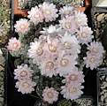 Нажмите на изображение для увеличения.

Название:	Gymnocalycium bruchii.jpg
Просмотров:	125
Размер:	187.4 Кб
ID:	342953
