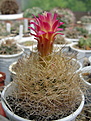 Нажмите на изображение для увеличения.

Название:	Neoporteria planiceps.jpg
Просмотров:	120
Размер:	243.6 Кб
ID:	342954