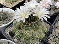 Нажмите на изображение для увеличения.

Название:	Gymnocalycium sp..jpg
Просмотров:	117
Размер:	241.5 Кб
ID:	342957