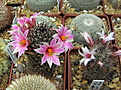 Нажмите на изображение для увеличения.

Название:	Mammillaria sheldonii.jpg
Просмотров:	126
Размер:	226.6 Кб
ID:	342961