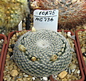 Нажмите на изображение для увеличения.

Название:	Mammillaria microthele SB34.jpg
Просмотров:	109
Размер:	197.1 Кб
ID:	342962