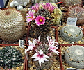 Нажмите на изображение для увеличения.

Название:	Mammillaria boolii aff. SB1659.jpg
Просмотров:	126
Размер:	239.6 Кб
ID:	342963