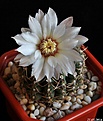 Нажмите на изображение для увеличения.

Название:	Gymnocalycium quehlianum.JPG
Просмотров:	145
Размер:	147.9 Кб
ID:	342965