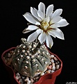 Нажмите на изображение для увеличения.

Название:	Gymnocalycium ragonesei.JPG
Просмотров:	151
Размер:	140.5 Кб
ID:	342966