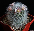 Нажмите на изображение для увеличения.

Название:	Mammillaria bocasana v.roseiflora.JPG
Просмотров:	150
Размер:	202.0 Кб
ID:	342968