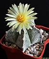 Нажмите на изображение для увеличения.

Название:	Astrophytum myriostigma.JPG
Просмотров:	145
Размер:	216.9 Кб
ID:	342969