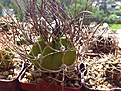 Нажмите на изображение для увеличения.

Название:	astrophytum_crassispinoides.jpg
Просмотров:	99
Размер:	229.6 Кб
ID:	342974