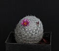 Нажмите на изображение для увеличения.

Название:	Mammillaria humboldtii RH132_9y_5.14.JPG
Просмотров:	148
Размер:	221.3 Кб
ID:	342975