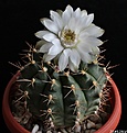 Нажмите на изображение для увеличения.

Название:	Gymnocalycium аnisitsii hybr..JPG
Просмотров:	149
Размер:	159.9 Кб
ID:	343005