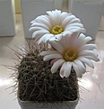 Нажмите на изображение для увеличения.

Название:	Acanthocalycium_spiniflorum_B15_6y.JPG
Просмотров:	128
Размер:	114.1 Кб
ID:	343042