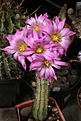 Нажмите на изображение для увеличения.

Название:	Echinocereus_palmeri.jpg
Просмотров:	158
Размер:	214.8 Кб
ID:	343054