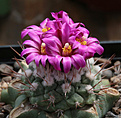 Нажмите на изображение для увеличения.

Название:	Strombocactus_pulcherrimus_PM67-007_.jpg
Просмотров:	160
Размер:	209.7 Кб
ID:	343072