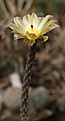 Нажмите на изображение для увеличения.

Название:	Pterocactus_tuberosus_VG398.jpg
Просмотров:	162
Размер:	239.8 Кб
ID:	343081