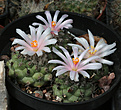 Нажмите на изображение для увеличения.

Название:	Turbinicarpus_lophophoroides_Las_Tablas.jpg
Просмотров:	155
Размер:	239.3 Кб
ID:	343088