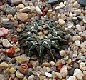 Нажмите на изображение для увеличения.

Название:	ariocarpus_kotschoubeyanus.jpg
Просмотров:	131
Размер:	136.1 Кб
ID:	343093