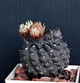 Нажмите на изображение для увеличения.

Название:	Neochilenia occulta _6y_5.14.JPG
Просмотров:	233
Размер:	109.8 Кб
ID:	343100