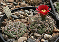 Нажмите на изображение для увеличения.

Название:	Gymnocalycium_carminanthum_STO366.jpg
Просмотров:	431
Размер:	197.7 Кб
ID:	343105