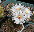 Нажмите на изображение для увеличения.

Название:	Gymnocalycium_mesopotamicum.jpg
Просмотров:	452
Размер:	199.3 Кб
ID:	343106