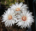 Нажмите на изображение для увеличения.

Название:	Gymnocalycium_mesopotamicum_.jpg
Просмотров:	431
Размер:	170.6 Кб
ID:	343107