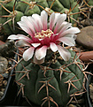 Нажмите на изображение для увеличения.

Название:	Gymnocalycium_spegazzinii_cv_brevispinum.jpg
Просмотров:	431
Размер:	221.9 Кб
ID:	343108