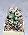 Нажмите на изображение для увеличения.

Название:	Thelocactus bicolor.jpg
Просмотров:	142
Размер:	240.6 Кб
ID:	343138