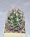 Нажмите на изображение для увеличения.

Название:	Thelocactus bicolor.jpg
Просмотров:	122
Размер:	240.6 Кб
ID:	343138