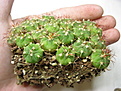 Нажмите на изображение для увеличения.

Название:	Gymnocalycium zegarrae.JPG
Просмотров:	189
Размер:	168.8 Кб
ID:	343163