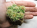 Нажмите на изображение для увеличения.

Название:	Thelocactus schwarzii.JPG
Просмотров:	189
Размер:	173.1 Кб
ID:	343164