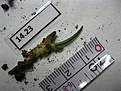 Нажмите на изображение для увеличения.

Название:	Astrophytum caput-medusae_anomaly.JPG
Просмотров:	195
Размер:	194.6 Кб
ID:	343168