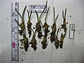 Нажмите на изображение для увеличения.

Название:	Astrophytum caput-medusae.JPG
Просмотров:	195
Размер:	196.7 Кб
ID:	343169