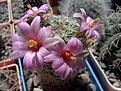 Нажмите на изображение для увеличения.

Название:	Mammillaria_oliviae_.jpg
Просмотров:	160
Размер:	207.5 Кб
ID:	343171