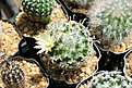 Нажмите на изображение для увеличения.

Название:	Mammillaria duwei 2.jpg
Просмотров:	158
Размер:	204.1 Кб
ID:	343174