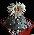 Нажмите на изображение для увеличения.

Название:	Astrophytum asterias f. nudum.JPG
Просмотров:	150
Размер:	146.8 Кб
ID:	343186