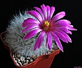 Нажмите на изображение для увеличения.

Название:	Mammillaria guelzowiana.JPG
Просмотров:	150
Размер:	195.6 Кб
ID:	343188