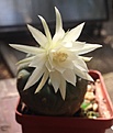Нажмите на изображение для увеличения.

Название:	maticana_madisoniorum_albiflora.jpg
Просмотров:	131
Размер:	65.4 Кб
ID:	343192