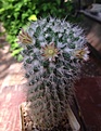 Нажмите на изображение для увеличения.

Название:	mammillaria_nejapensis.jpg
Просмотров:	128
Размер:	114.4 Кб
ID:	343193