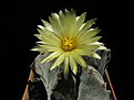 Нажмите на изображение для увеличения.

Название:	Astrophytum_myriostigma.jpg
Просмотров:	170
Размер:	187.7 Кб
ID:	343202